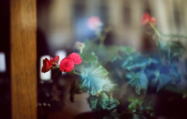 Листья, цветы, розы, лепестки