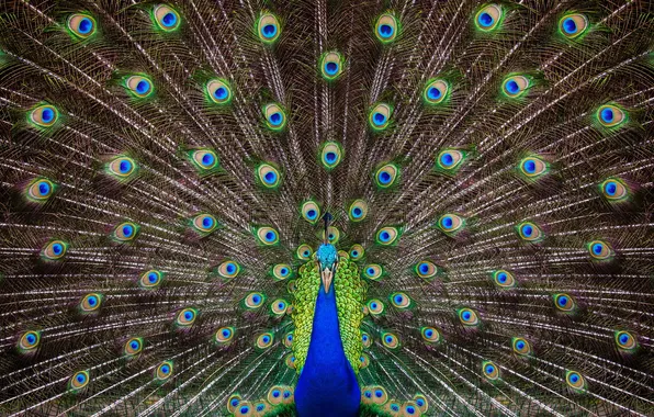 Colorful, bird, peacock