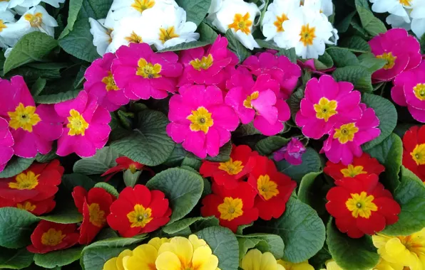 Цветочки, Flowers, Colors