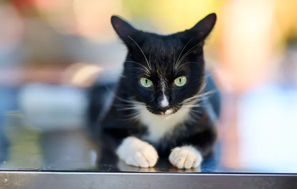 Кошка, кот, взгляд, морда, поверхность, свет, поза, черно-белый
