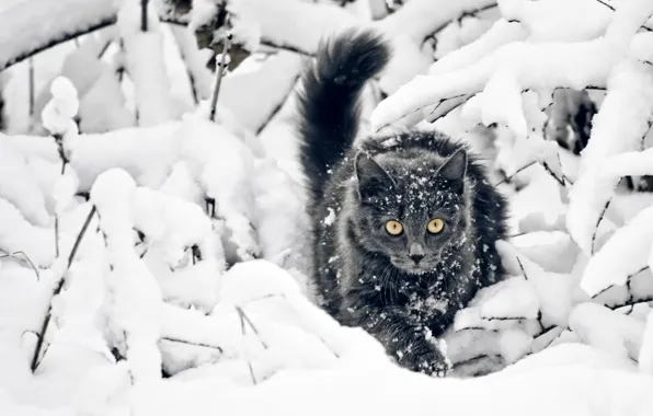 Взгляд, Снег, Кот