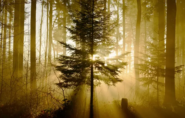 Картинка лес, свет, природа