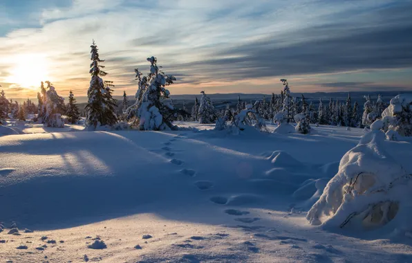Картинка зима, снег, следы, ели, Норвегия, Norway