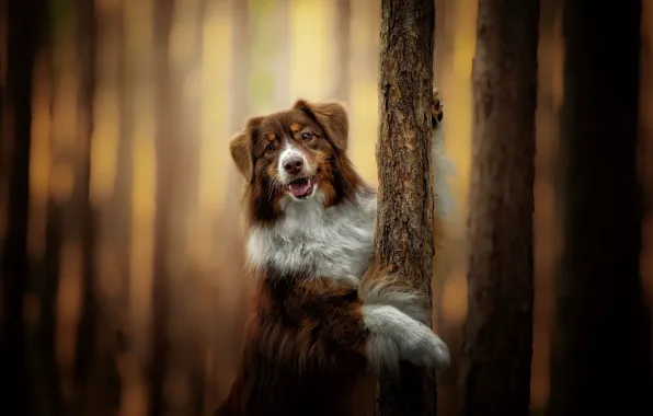 Картинка деревья, собака, боке, Австралийская овчарка, Аусси