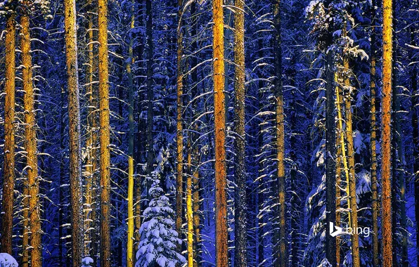 Зима, лес, снег, деревья, Канада, Альберта, Национальный парк Джаспер
