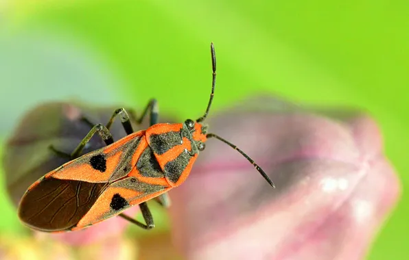 Картинка природа, лист, жук, насекомое