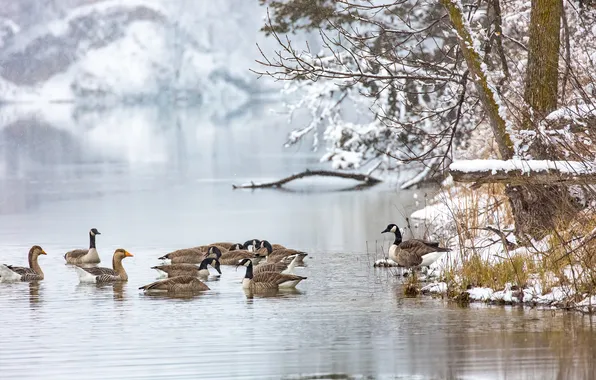 Картинка зима, озеро, утки
