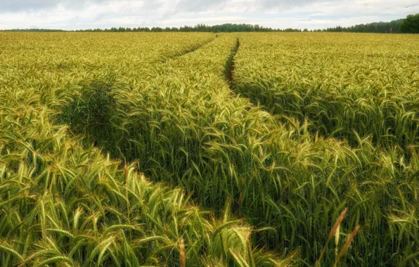 Дорога, поле, лес, лето, облака, рожь, даль, простор
