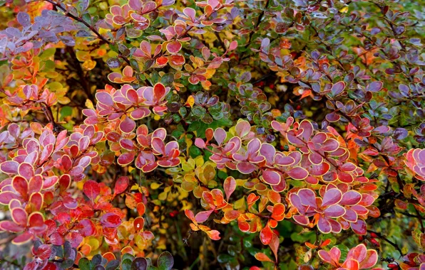 Autumn, leaf, twig