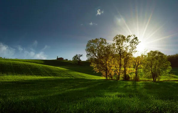 Картинка поле, солнце, лучи, деревья