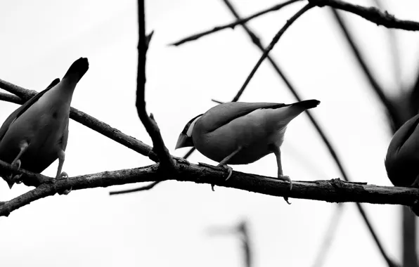 Картинка птицы, серый, ветка