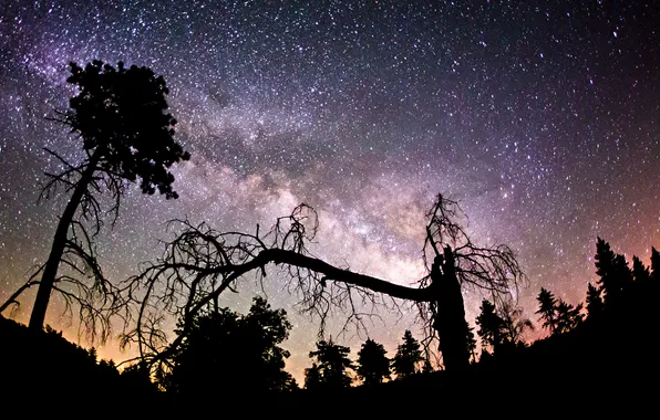 Картинка космос, звезды, деревья, ночь, млечный путь