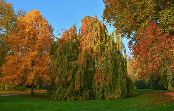 Осень, лес, деревья, парк, листва, кроны