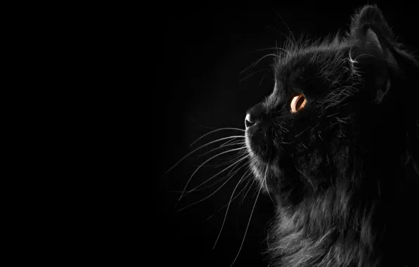 Кошка, Черный фон, Фон, Black, Cat, Fon, Силует