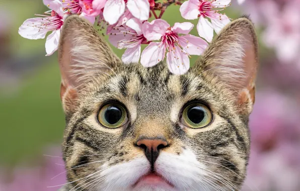 Картинка кошка, кот, взгляд, морда, цветы, портрет, весна, цветение