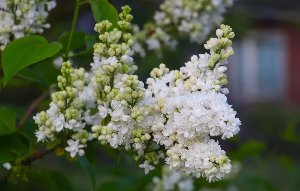 White, spring, lilac, twig, blooming