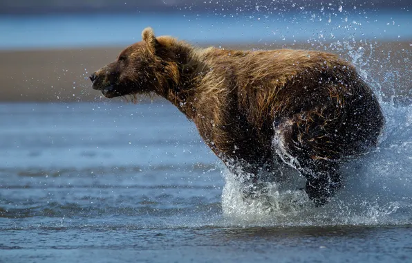 Вода, капли, брызги, медведь, мишка