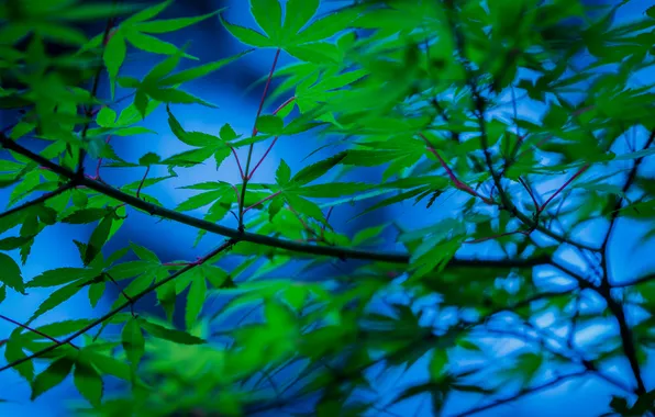 Листья, ветки, дерево, японский клен