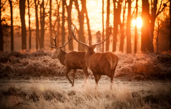 Forest, horns, Dusk