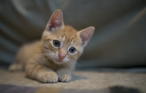 Интерес, котик, милый, рыжик