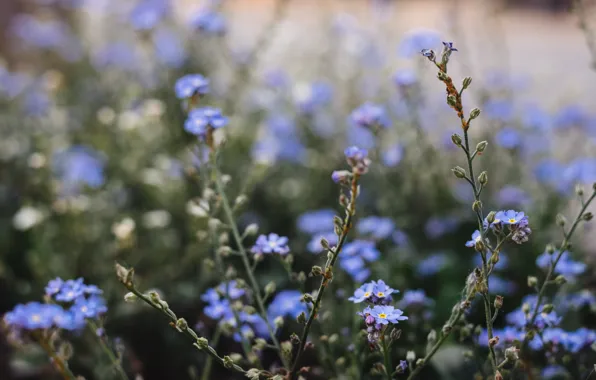 Цветы, Природа, Цветок, Растение, Сад, Растения, Nature, Flower