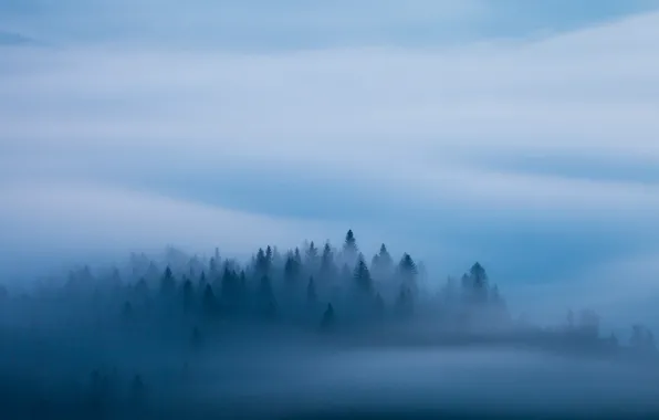Лес, синий, туман, утро