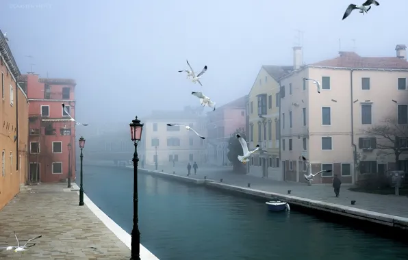 Картинка птицы, город, Венеция