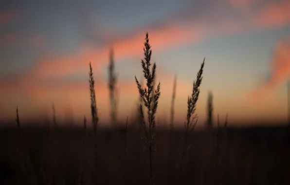 Закат, Природа, Вечер, Восход, Растение, Утро, Рассвет, Растения