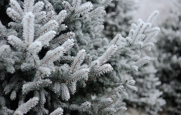 Картинка зима, снег, елка, winter, snow, spruce, frost, fir tree