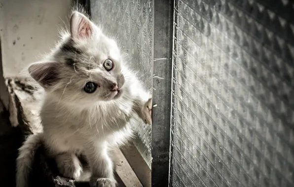 Кошка, взгляд, фон