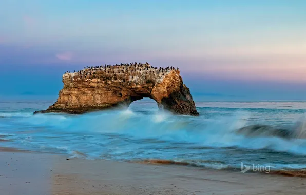 Картинка море, волны, птицы, скала, Калифорния, арка, США, Санта-Крус