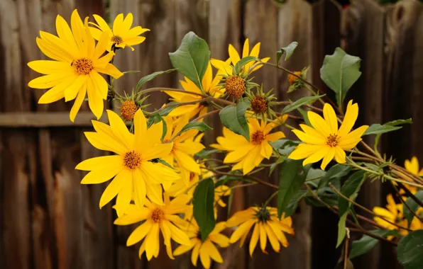 Flower, yellow, blooming