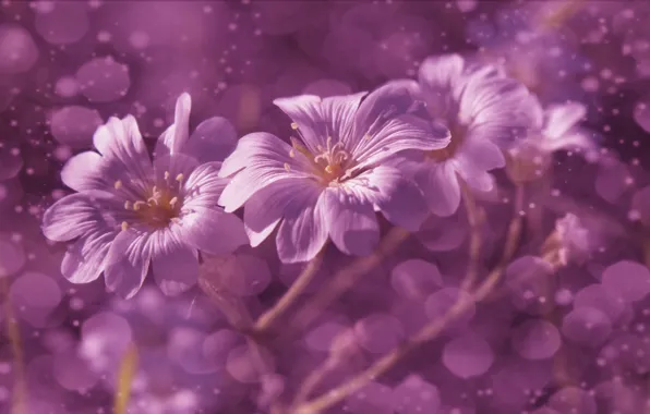 Flower, bloom, fiolet