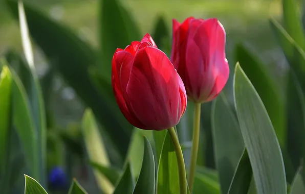 Весна, Spring, Red tulips, Красные тюльпаны