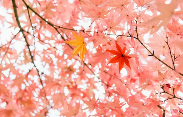 Осень, листья, природа