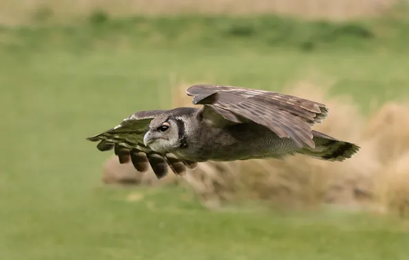 Bird, flight, owl