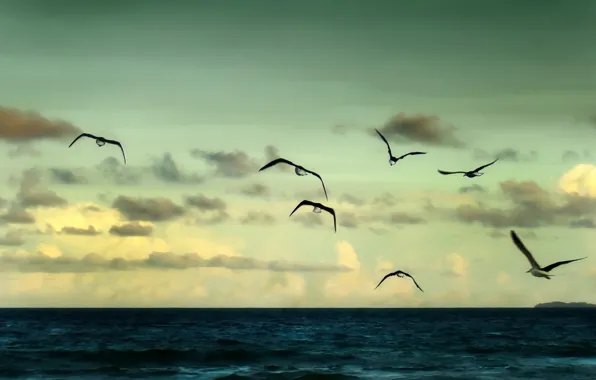 Картинка море, небо, свобода, вода, облака, полет, пейзаж, птицы