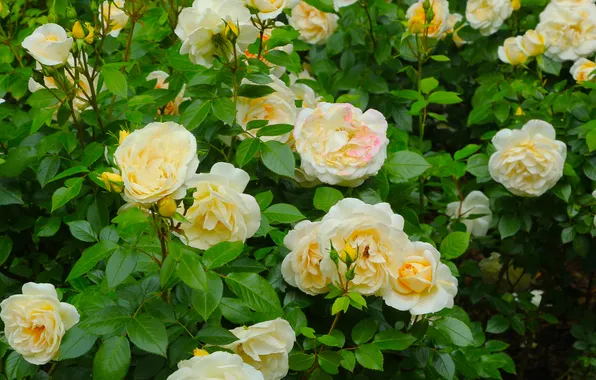 Flower, roses, blooming