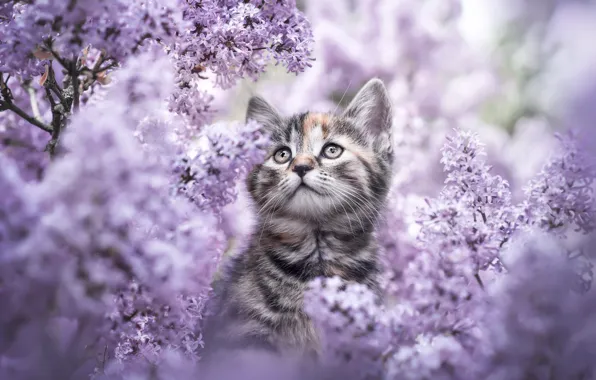 Кошка, цветы, ветки, котенок, серый, портрет, весна, сад