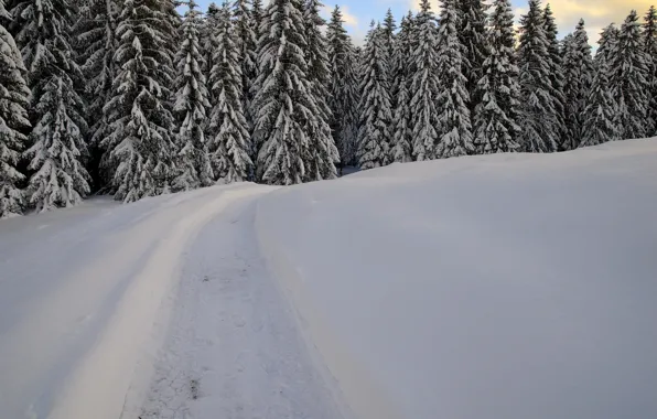 Картинка лес, снег, деревья, Зима, мороз, forest, nature, winter