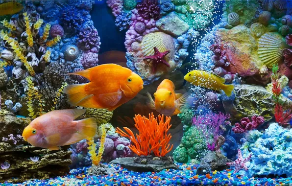 Рыбки, рыбы, аквариум, кораллы, ракушки