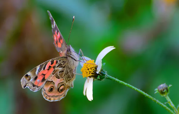 Цветок, бабочка, крылья, мотылек