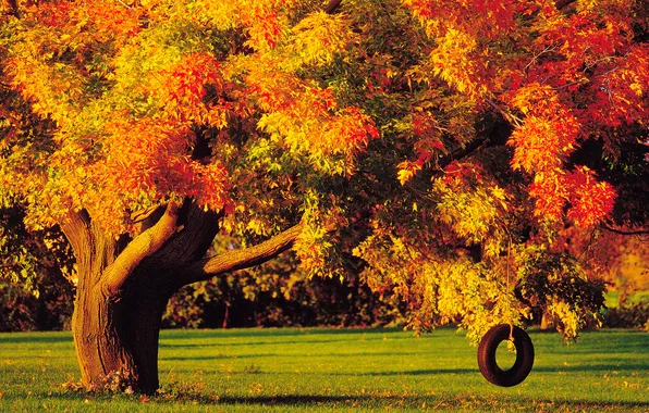 Картинка осень, дерево, колесо, качелька
