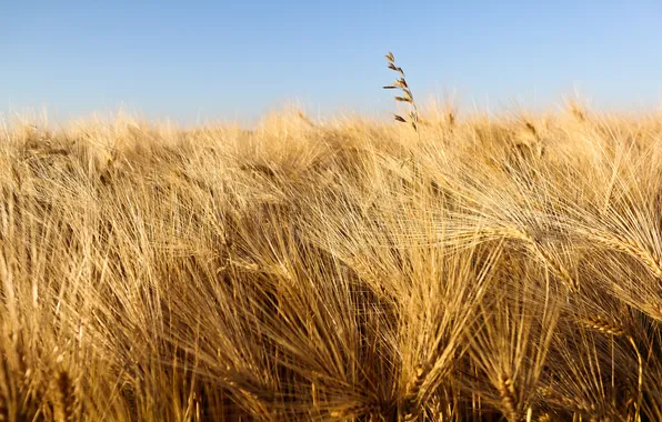 Картинка пшеница, поле, природа, фото, обои, картинки, урожай, колоски