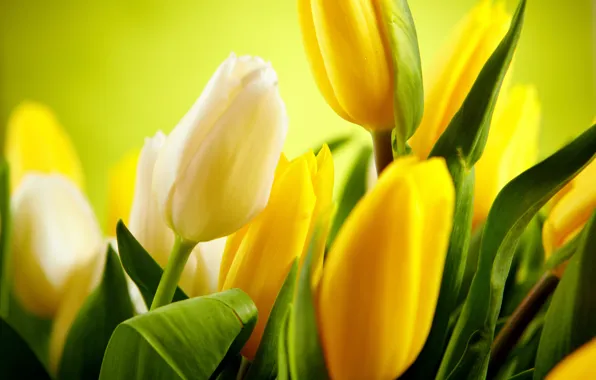 Картинка листья, цветы, желтые, тюльпаны, белые, бутоны, flowers, tulips