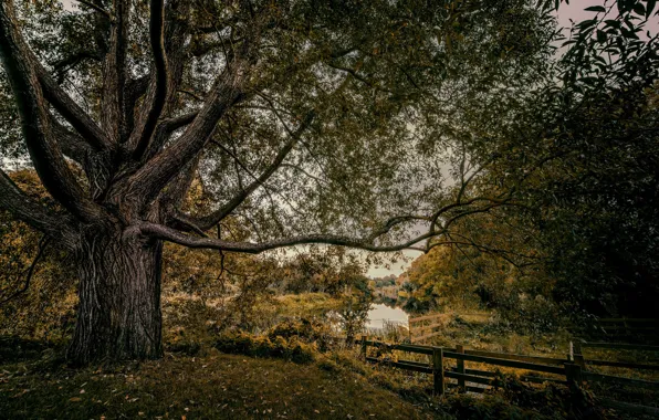 Картинка природа, озеро, деревья