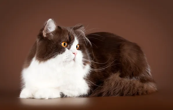 Кошка, кот, взгляд, фон, лежит, коричневый, персидский, с белым
