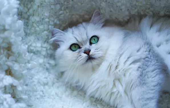 Кошка, кот, взгляд, морда, милая, портрет, ворс, покрывало