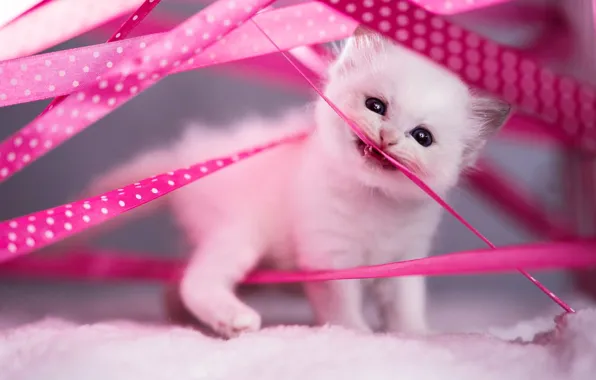 Кошка, белый, взгляд, поза, котенок, малыш, мордашка, кусает