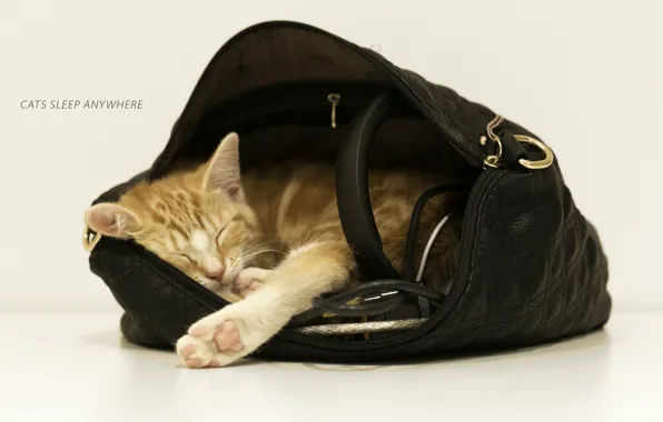 Картинка кошка, фон, сумка